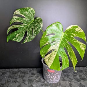 Monstera deliciosa white monster