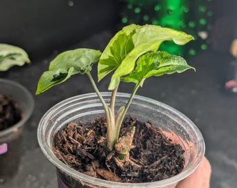 希少なモンステラ・オブリクア・ヤスニ - Etsy 日本