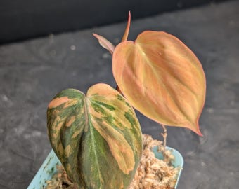 RARE Philodendron Micans pink/orange Variegated