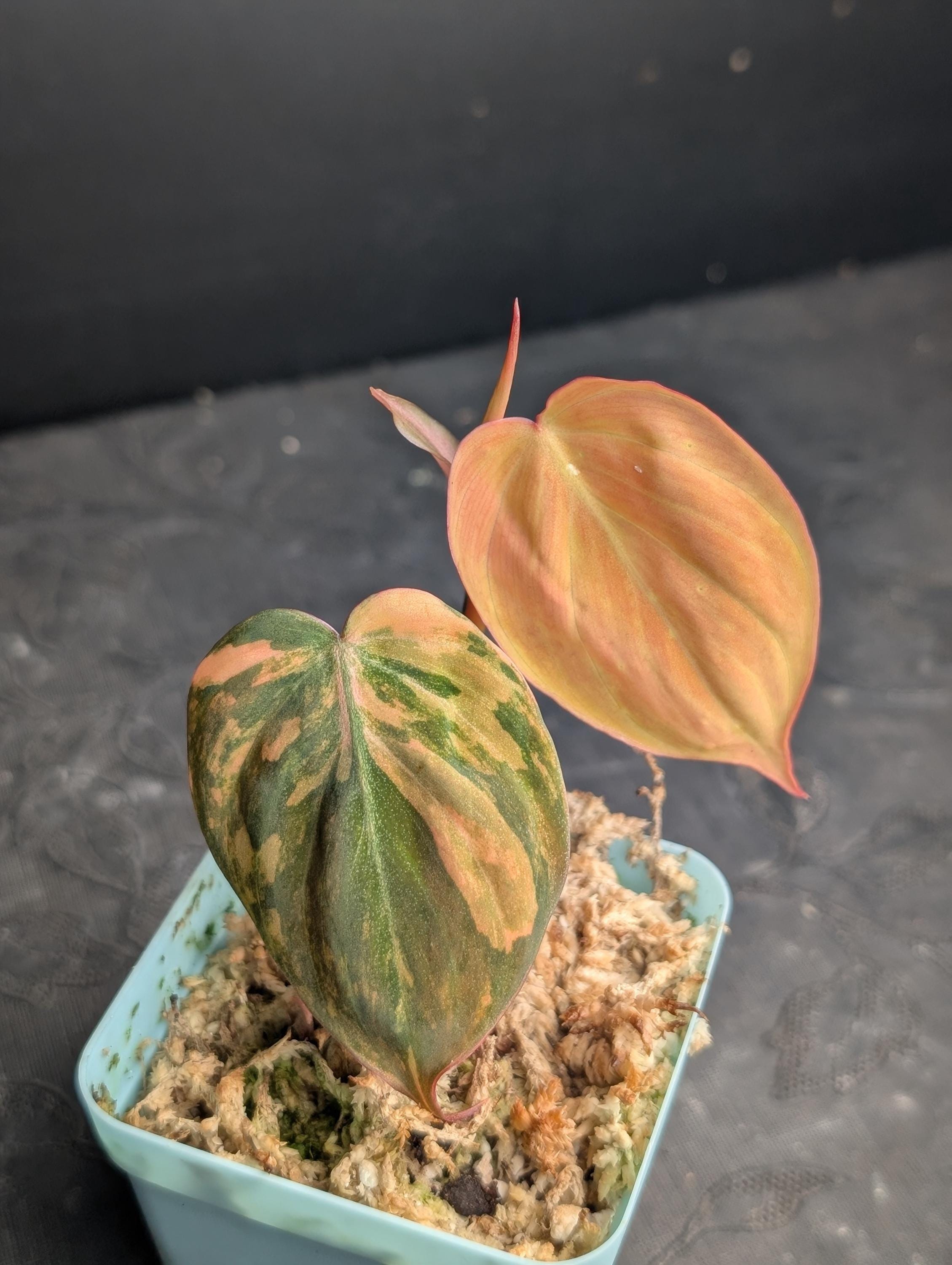 Philodendron seeds - Etsy 日本