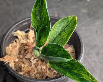 RARE Scindapsus Treubii dark variegated