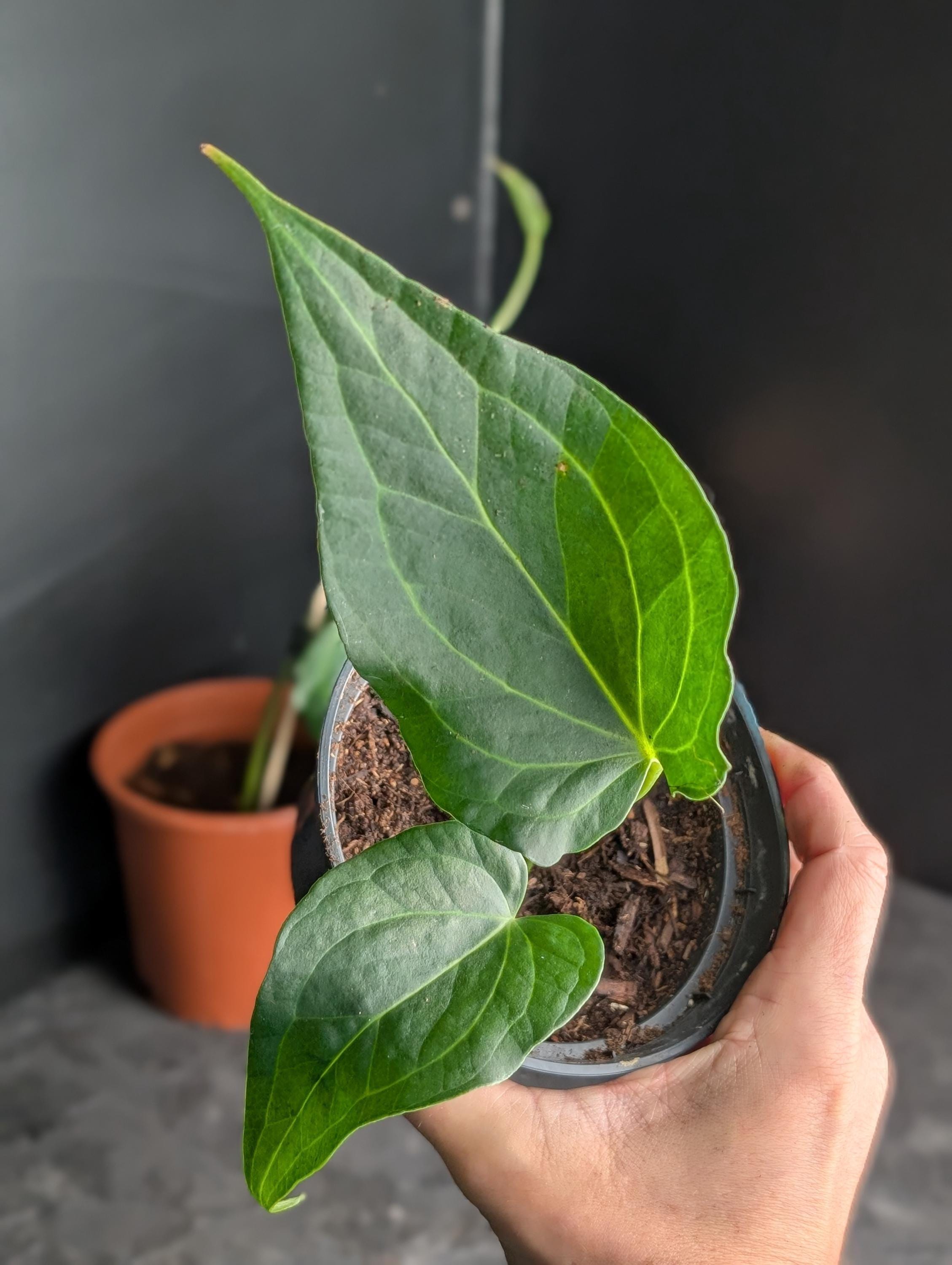 Anthurium moodeanum - Etsy 日本