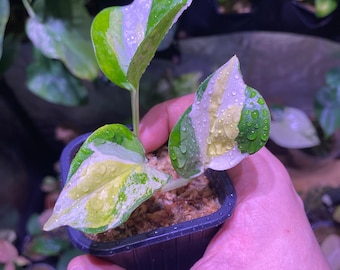 RARO Pothos Epipremnum giapponese globale