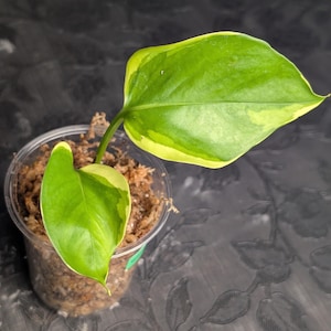 RARE Pothos Epipremnum Poonsin
