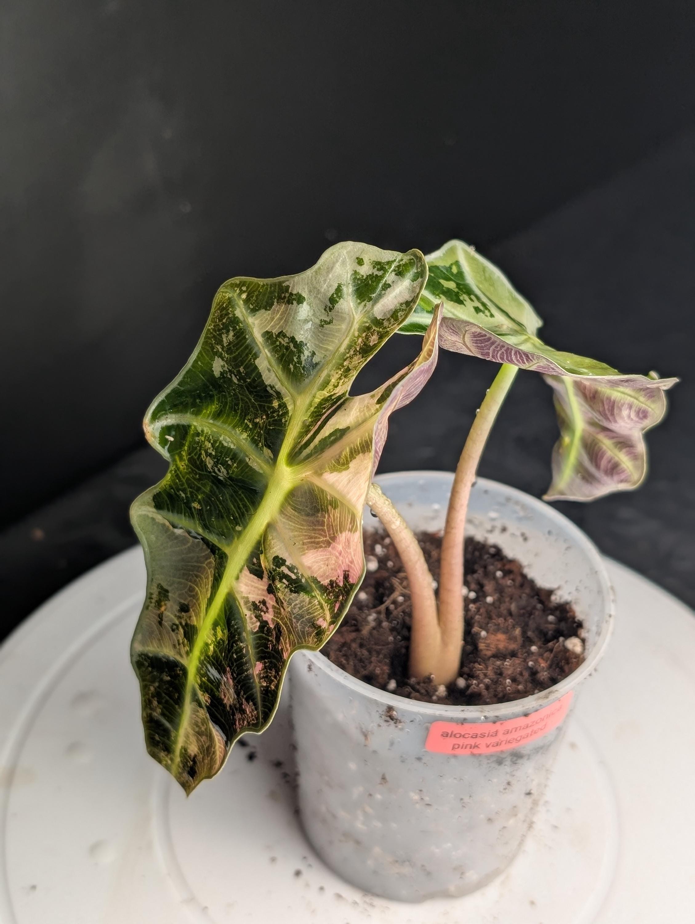Variegated alocasia maharani - Etsy 日本