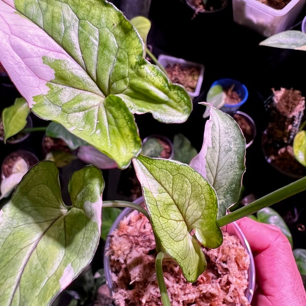 RARE Syngonium White Princess Variegata