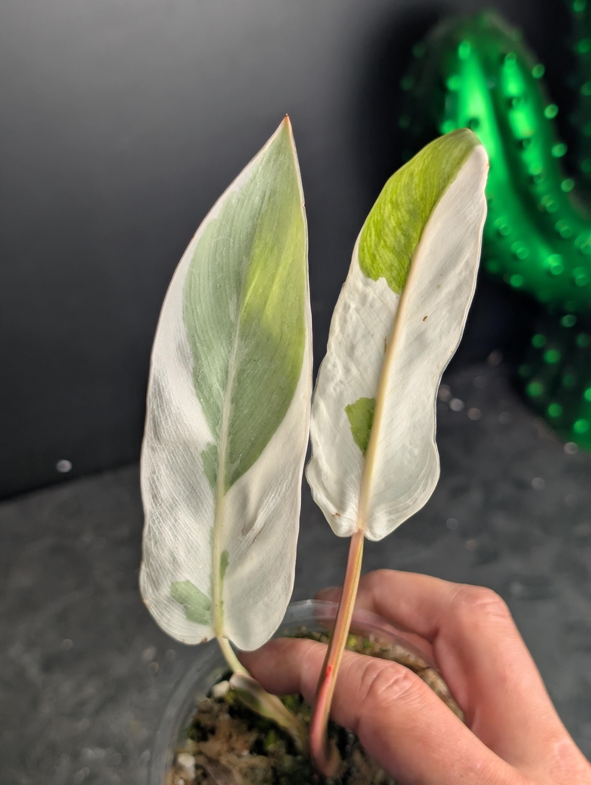 Philodendron billietiae variegated - Etsy 日本