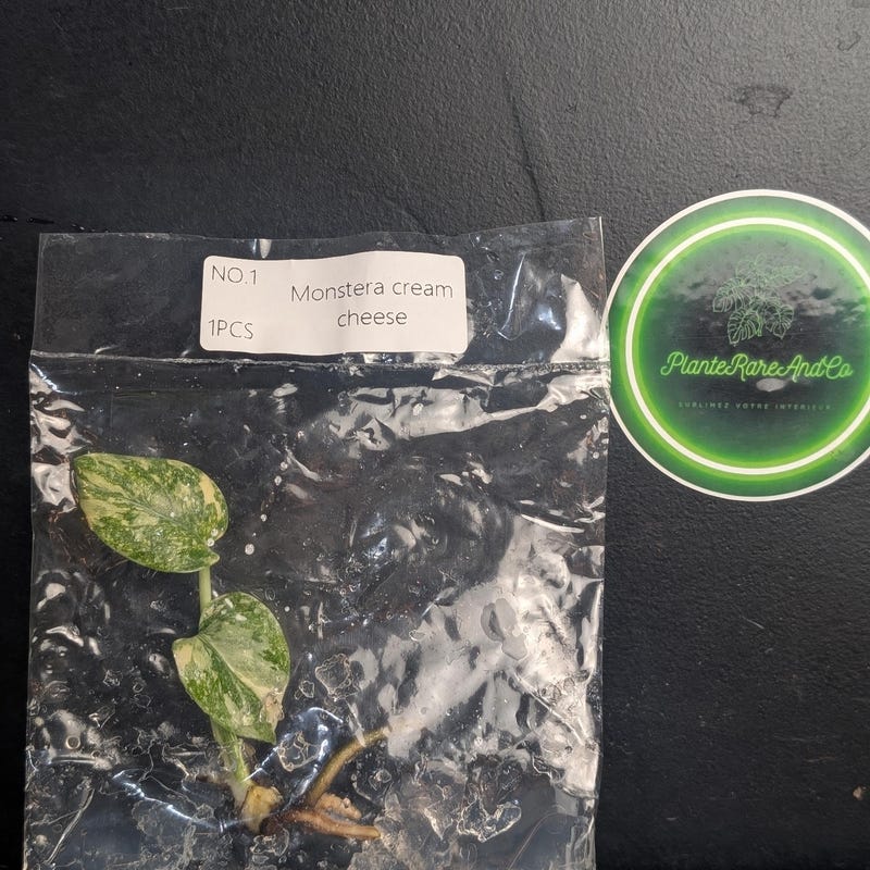 Monstera Cream Cheese TC