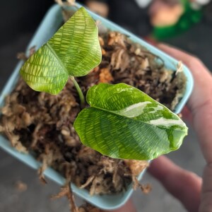 Calathea mosaic - Etsy sterreich