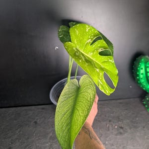 Monstera siltepecana - Etsy 日本