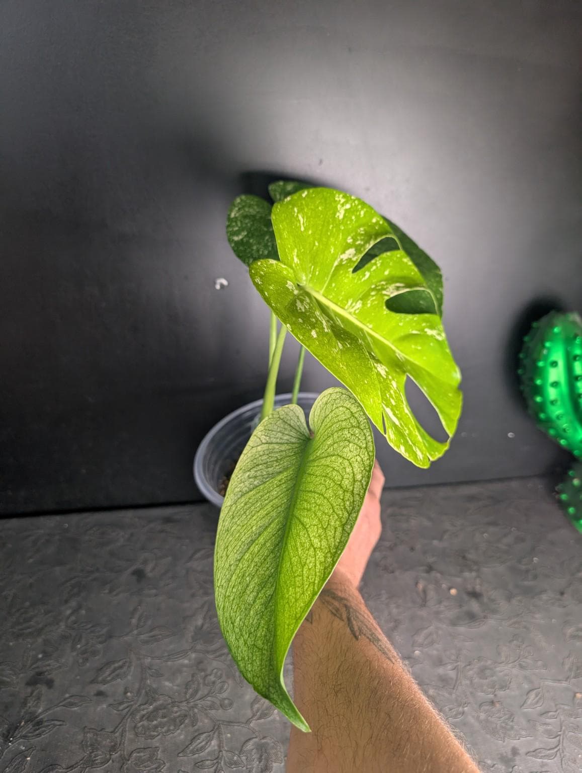 Monstera mint noid jungle mint - Etsy 日本