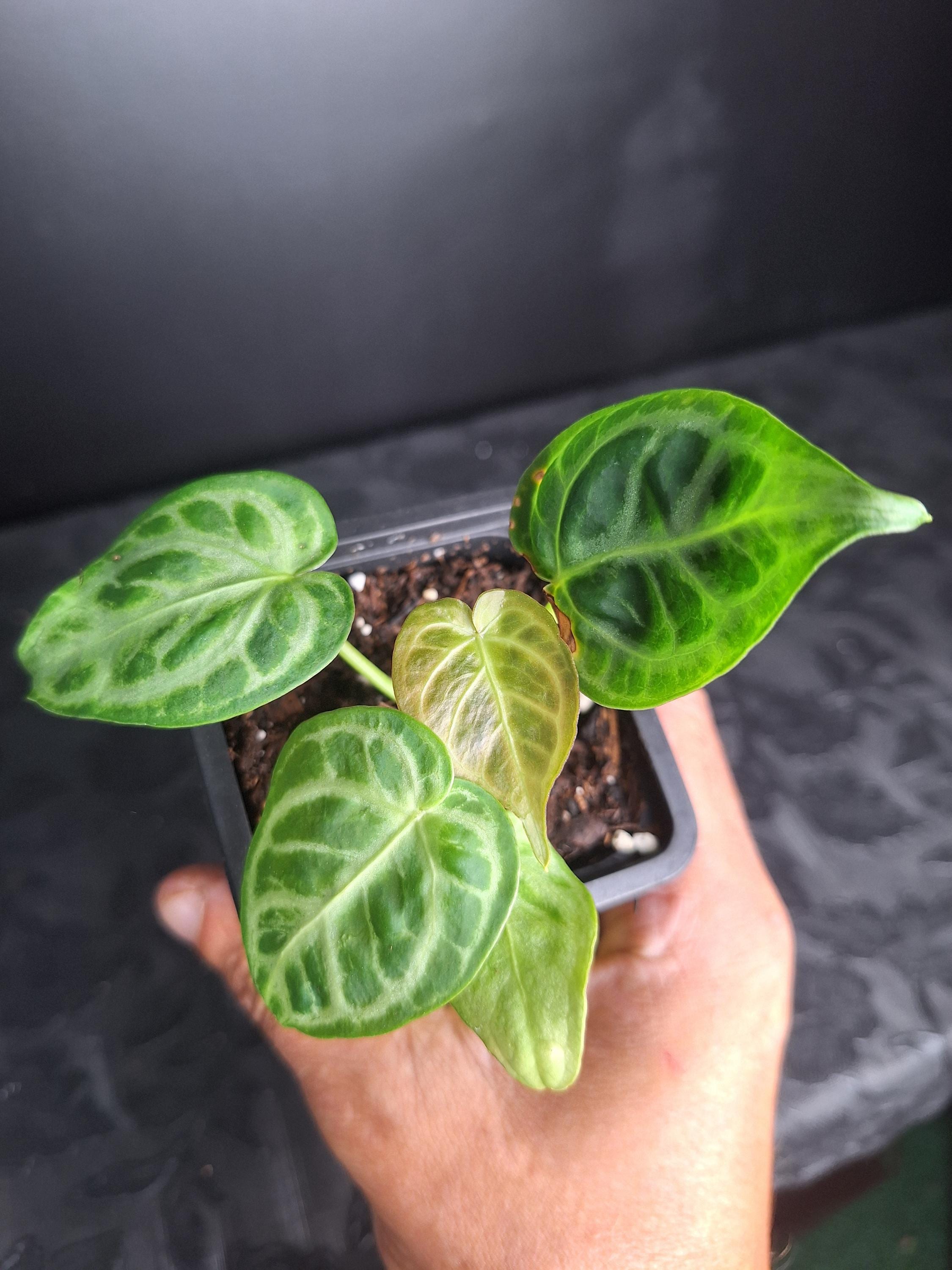 Anthurium crystallinum red - Etsy 日本
