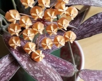 Hoya Sigitalis