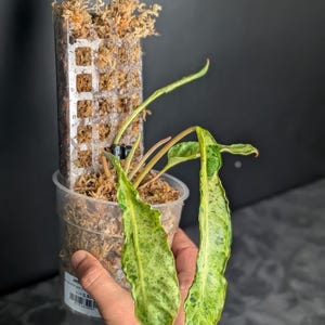 RARE Philodendron Paraiso Verde Mutation