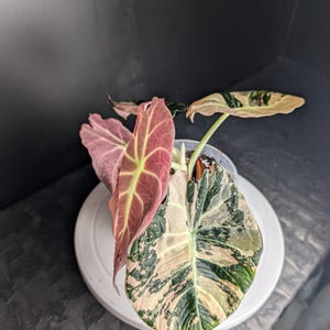 アロカシア ワトソニアナ ピンク 脇芽アリ】アロカシア ワトソニアナ ピンク斑入り Alocasia