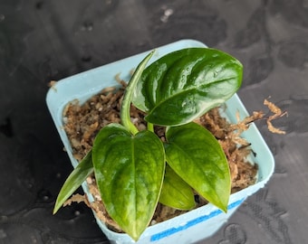 超絶希少 モンステラ オブリクア ヤスニ 超希少❗️モンステラ オブリクア ヤスニ✨ - メルカリ