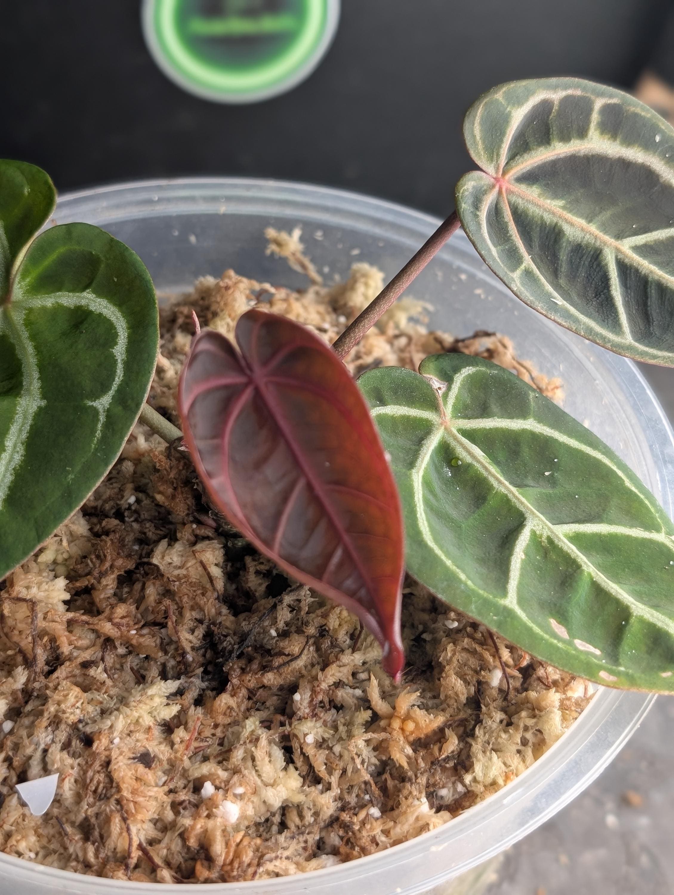 Rare anthurium - Etsy 日本