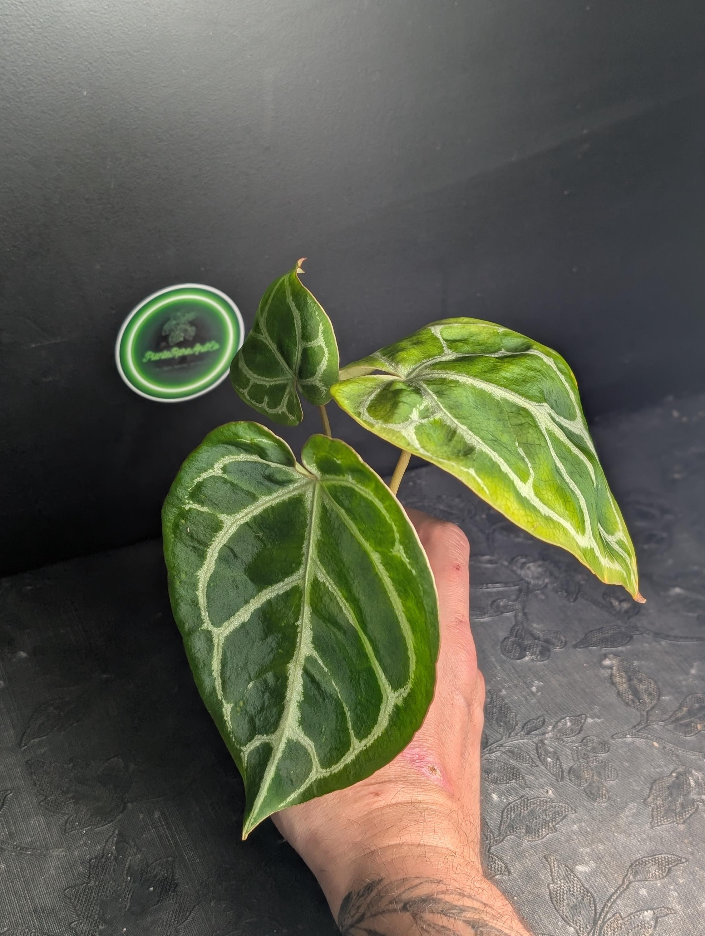 Anthurium red spider - Etsy 日本