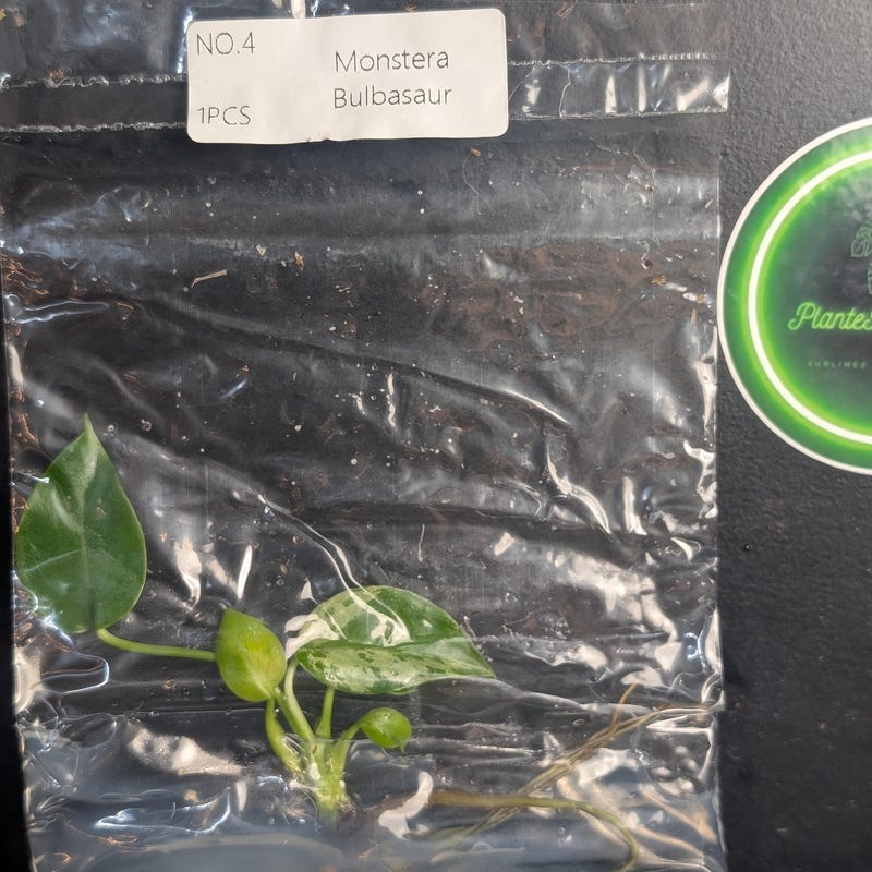 Monstera Bulbasaur TC