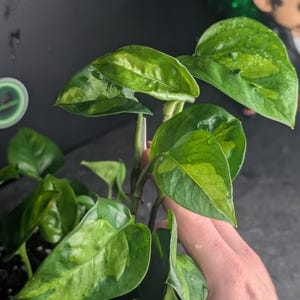 Pothos Epipremnum Global Green (disponible a granel: ver tienda)