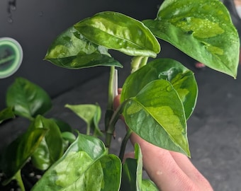 Pothos Epipremnum Global Green (lot possible : voir dans la boutique)