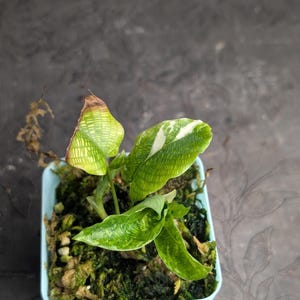 Rare calathea - Etsy.de