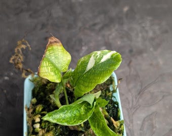 SELTENES Calathea Network Musaica Mosaik bunt