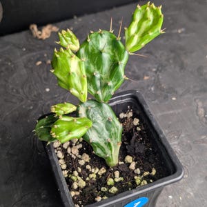 monstera andansonii Monstera Adansonii (Swiss Cheese)  Ruby Flora Plant Shop
