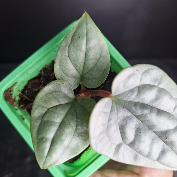 RARI Anthurium Luxurians