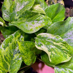 Epipremnum Aureum Victory (Marble Queen Green)