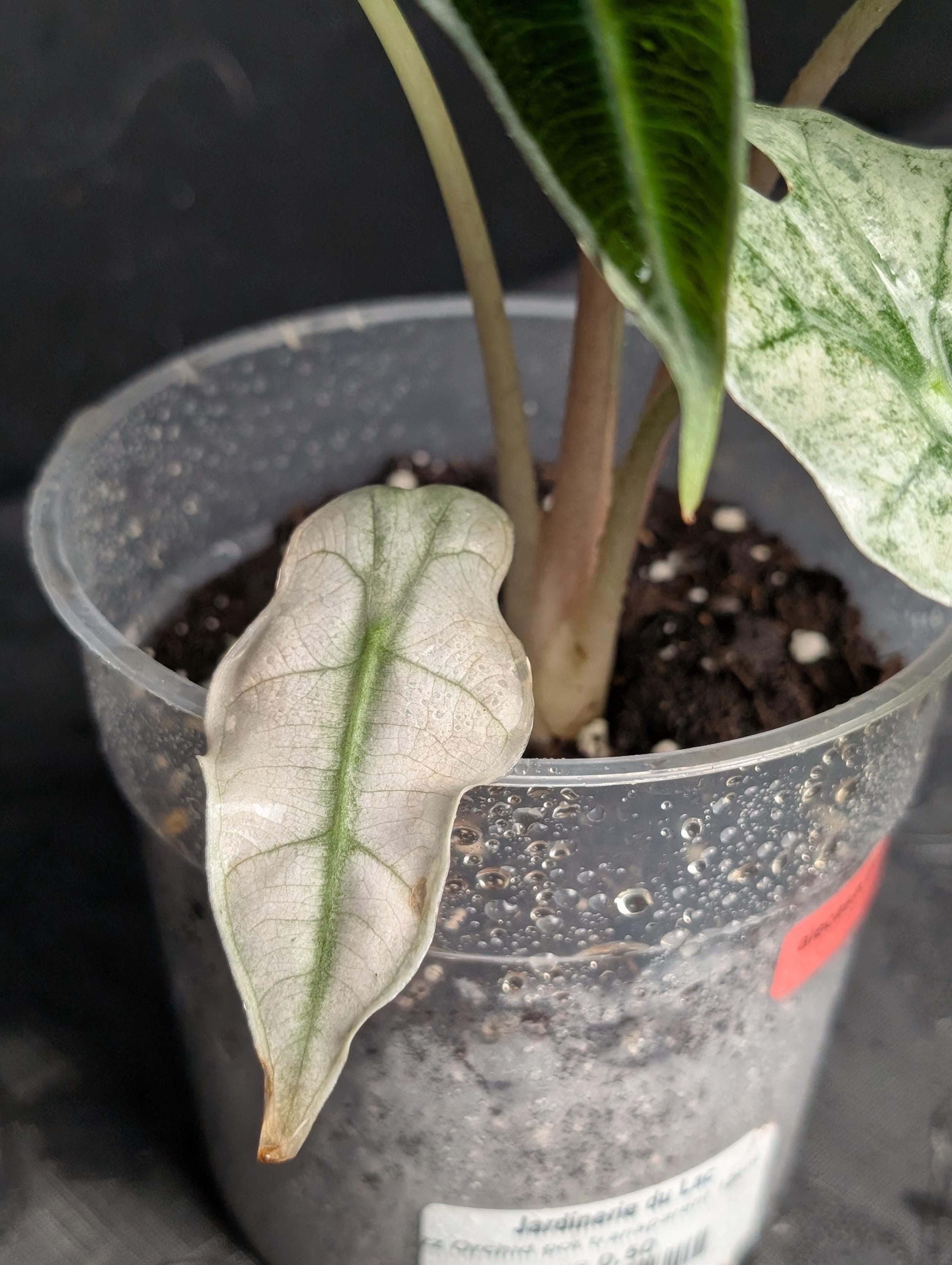 h*i様 アロカシア プラチナム 斑入り アルボ h*i様 アロカシア プラチナム 斑入り アルボ h*i様 アロカシア