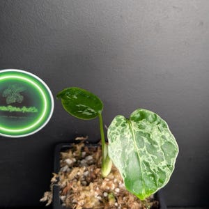 Puede incluir: Una planta pequeña con dos hojas variegadas que presentan patrones moteados de verde oscuro y verde lima claro, plantada en una maceta cuadrada de plástico negro con musgo esfagno y perlita, junto a una pegatina circular con logo verde.