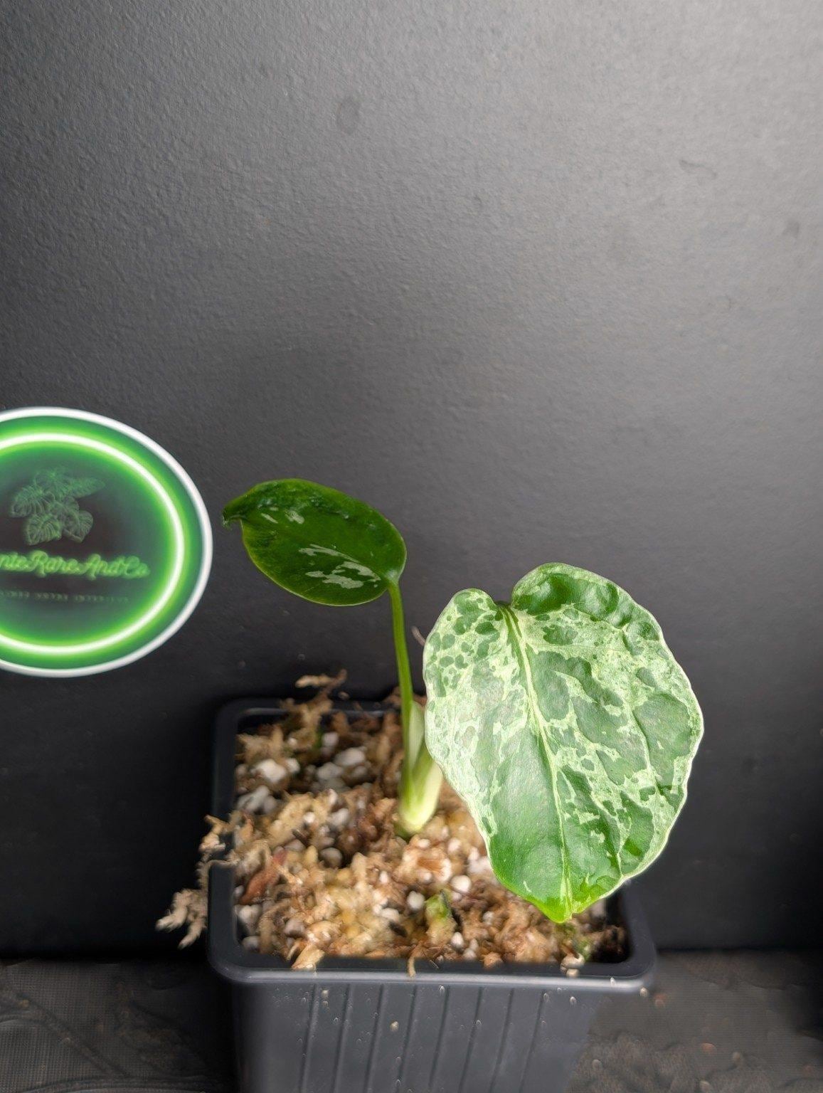 Monstera white monster - Etsy 日本