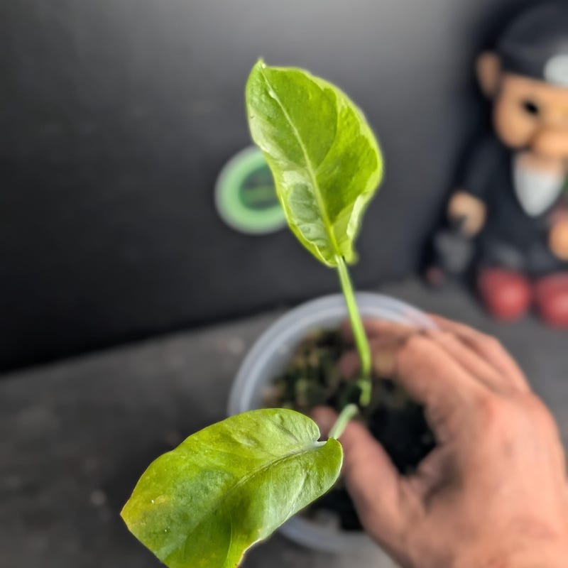 Monstera Flamicito
