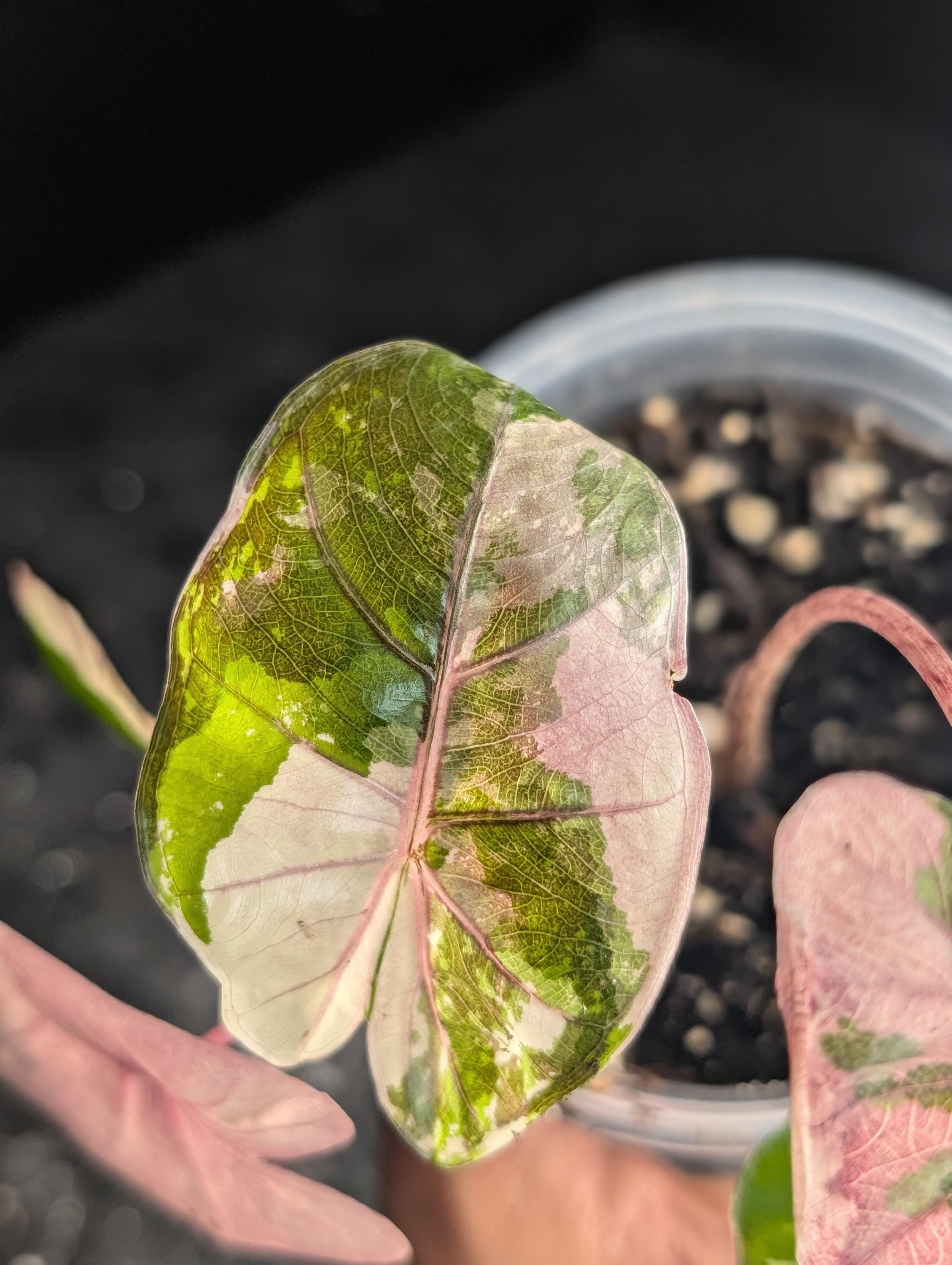 Alocasia cuprea pink - Etsy 日本