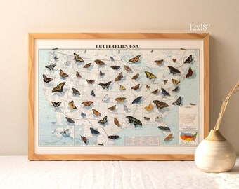 Butterflies of the United States map print, insect illustration, butterfly drawings