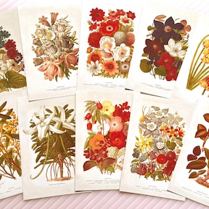 George Nicholson 1893 impressions florales, lot de 10 cartes postales fleurs botaniques, art floral pour décoration murale, journalisation et collectionneurs