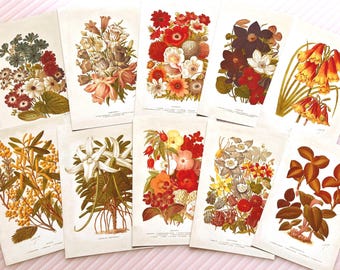 George Nicholson Botanical Prints: 1893 Vintage Flower Postcard Set