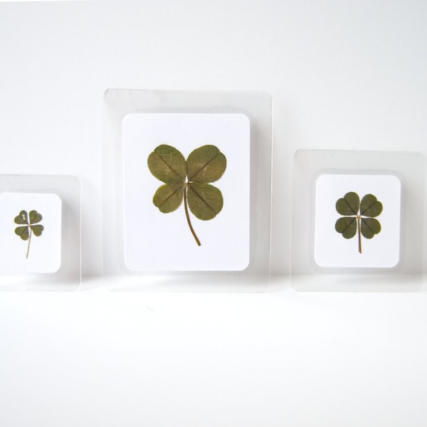 Real Genuine Four Leaf Clover in Laminate, Preserved, Shamrock, Pressed Flower, Charm