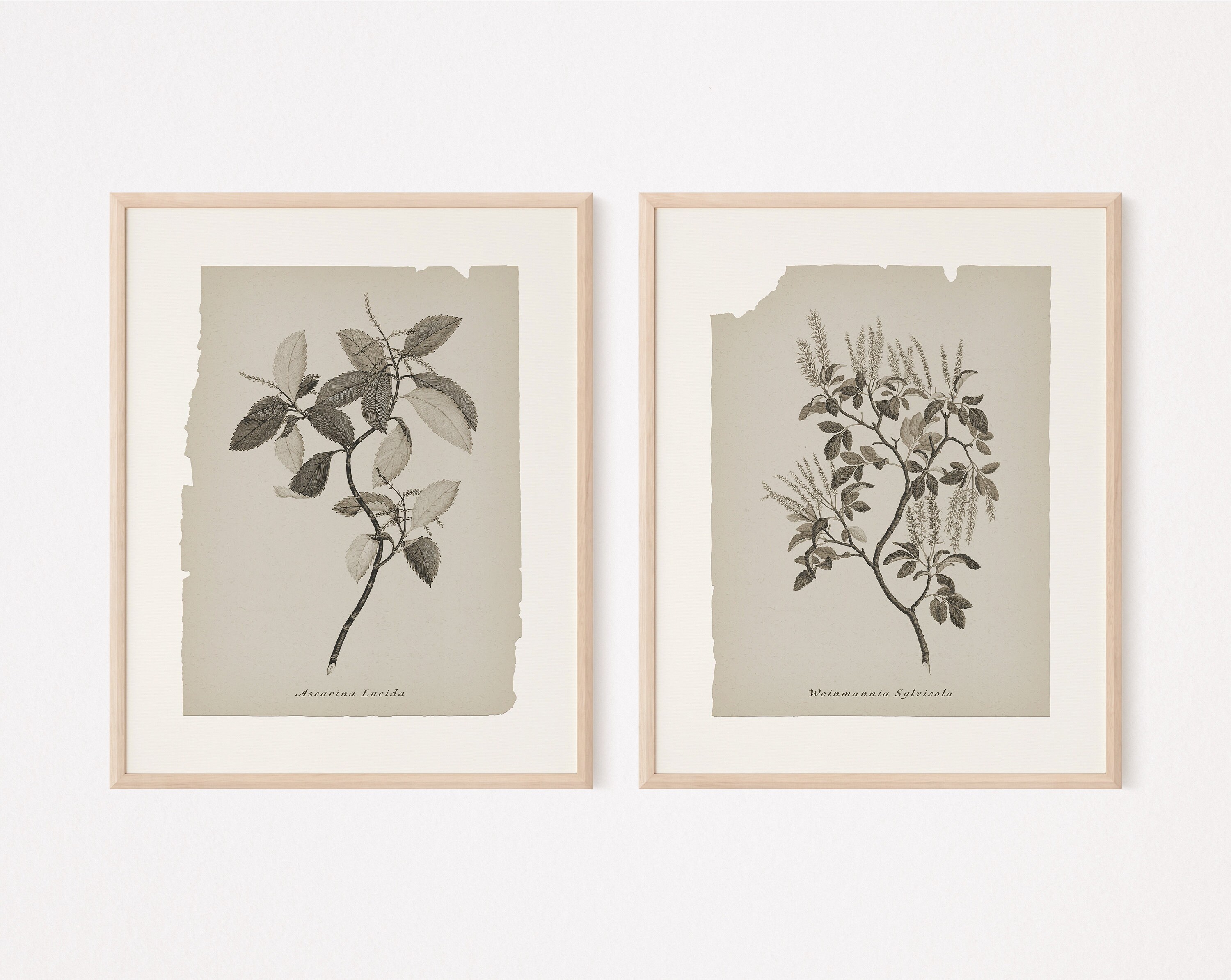 Set of 6 Printable Botanical Prints Neutral Gallery Wall Art - Etsy UK