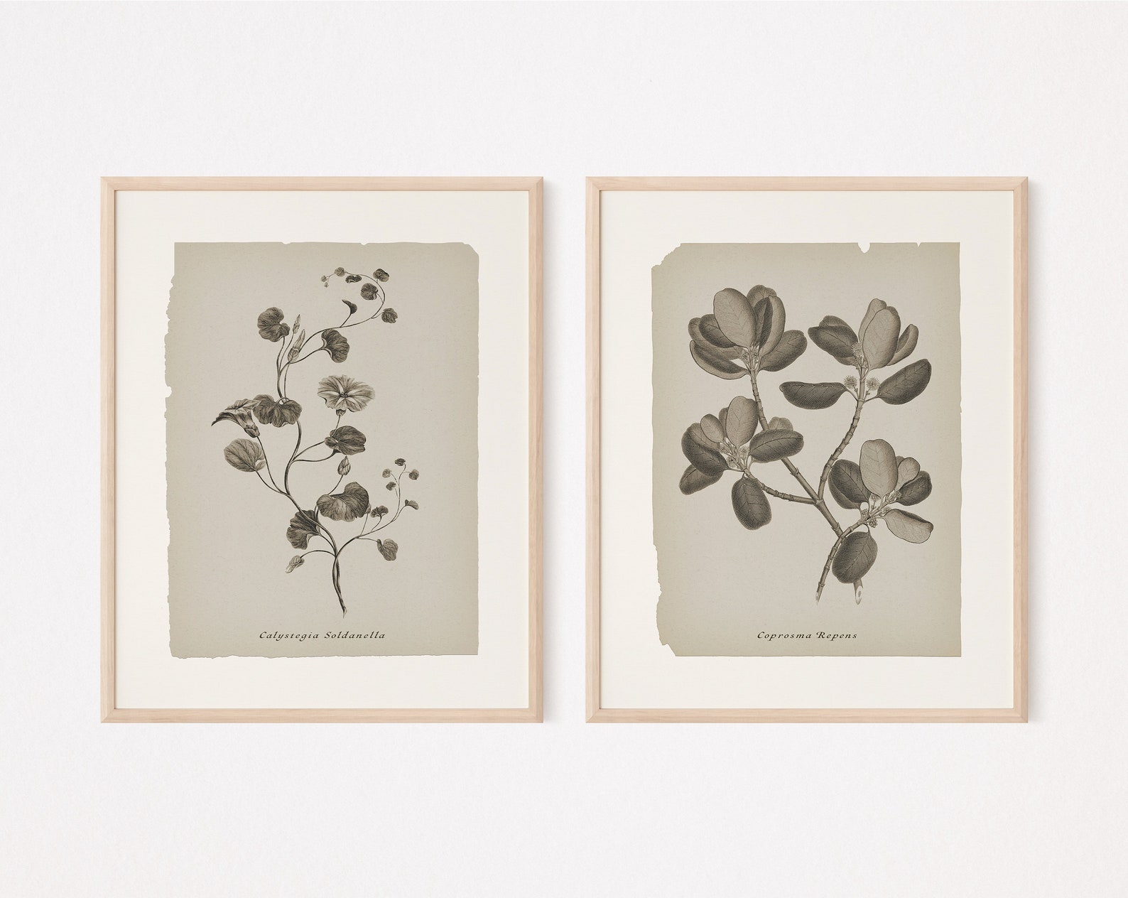 Set of 6 Printable Botanical Prints Neutral Gallery Wall Art - Etsy