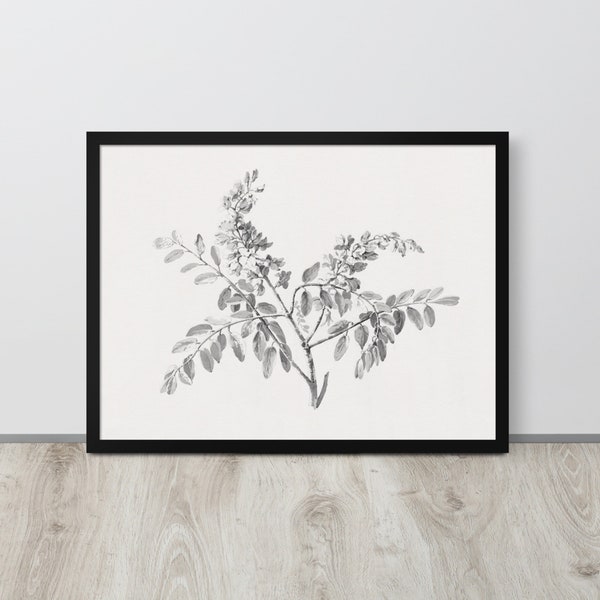 Vintage Botanical Drawing | Black and White Art | Neutral Wall Art | Flower Home Decor | Nature Drawing | Wildflowers | Fine Art