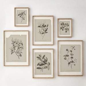 Set of 6 Printable Botanical Prints | Neutral Gallery Wall Art Set | Vintage Botanical Print Wall Decor | Modern Farmhouse Gallery Wall