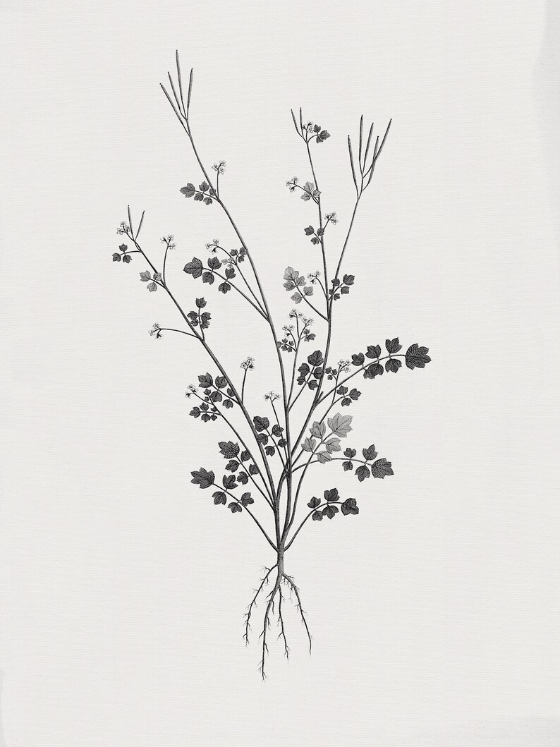 Rustic Flower Drawing Black and White Art Neutral Wall Art - Etsy
