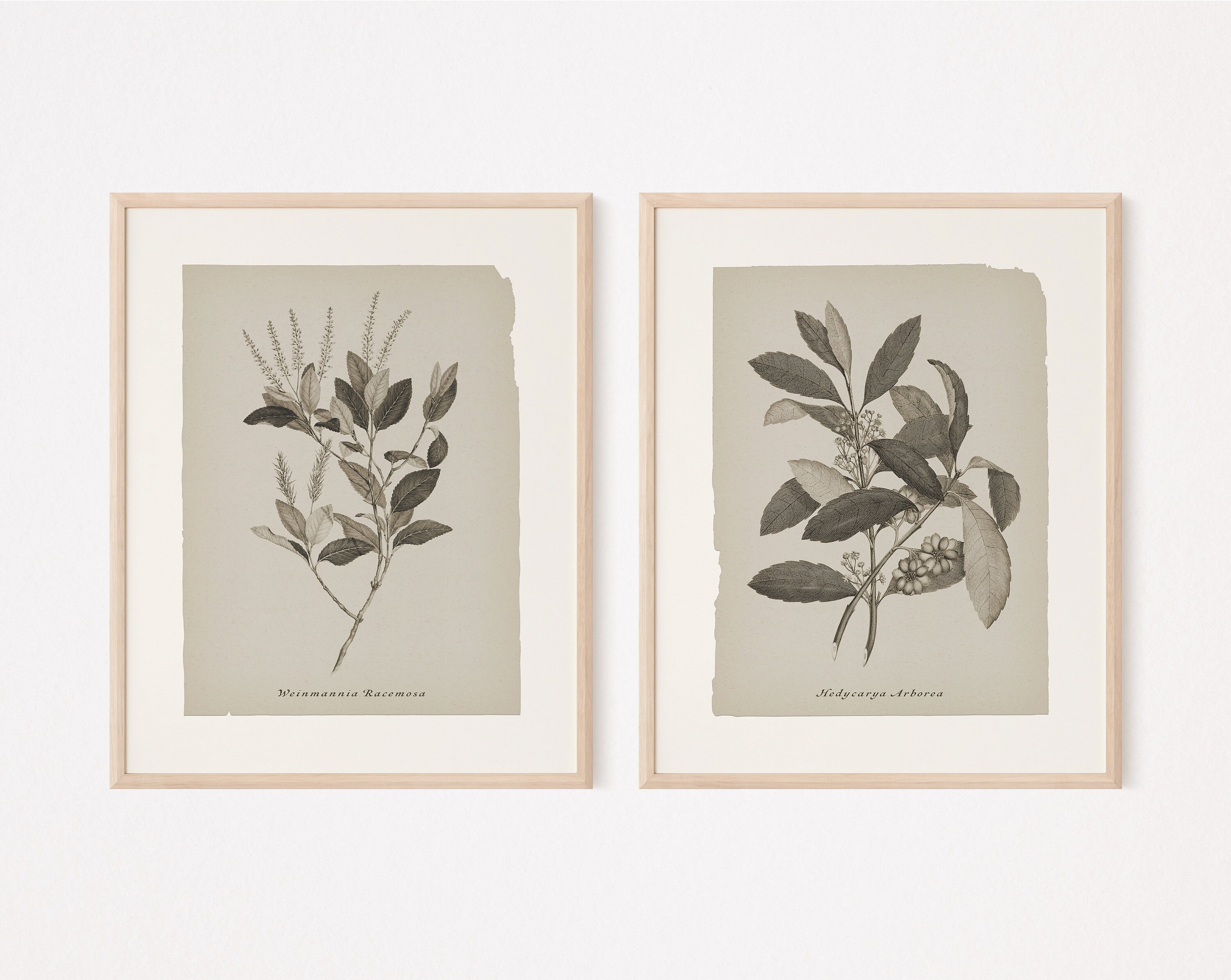 Set of 6 Printable Botanical Prints Neutral Gallery Wall Art - Etsy UK