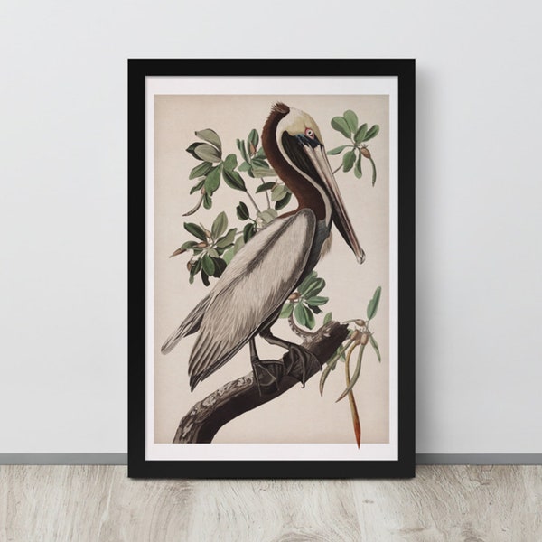 Brown Pelican Print | Antique Bird Painting | Vintage Pelican Drawing | Coastal Art Decor | Bird Lover Gift | Bird Watcher