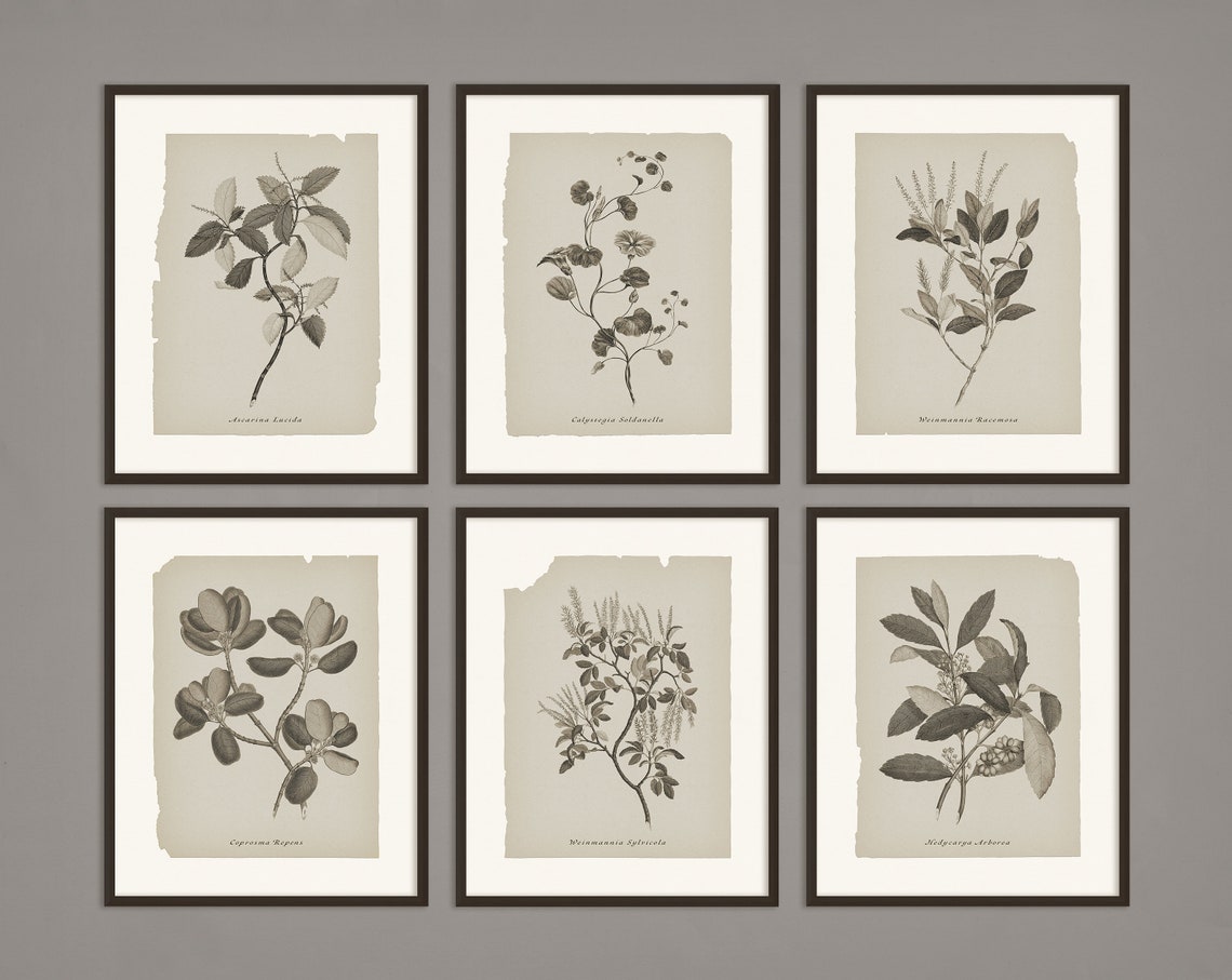 Set of 6 Printable Botanical Prints Neutral Gallery Wall Art - Etsy