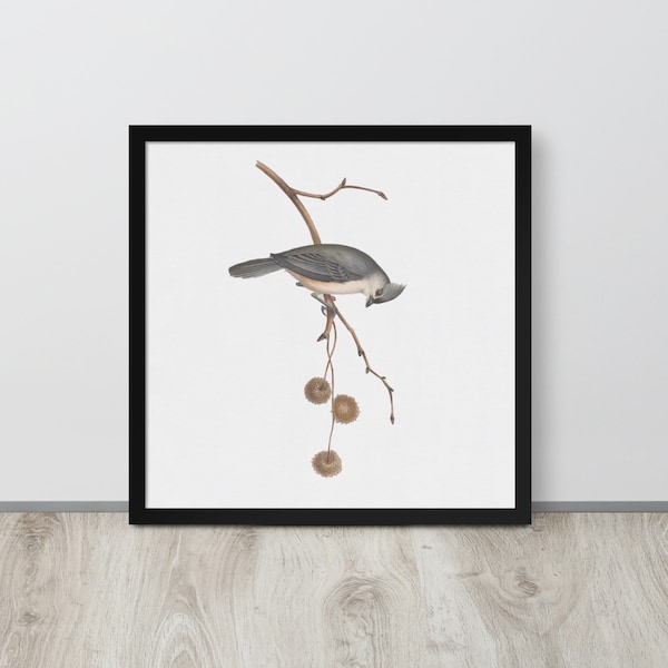 Bird Art Print | Bird and Botanical Wall Art | Tufted Titmouse Vintage Illustration | Downloadable Art | Instant Download | Minimalist