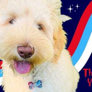 May include: A light-colored dog with a pink tongue and a bone-shaped tag that says "RALLY". The background is navy blue with red, white, and blue stripes and the words "Thank You!"