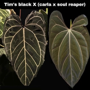 US SELLER  - 2 germinated seeds Tim’s black x ( tezula Carla x soul reaper )